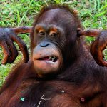 Hear-no-evil-orangutan-ay_99009502